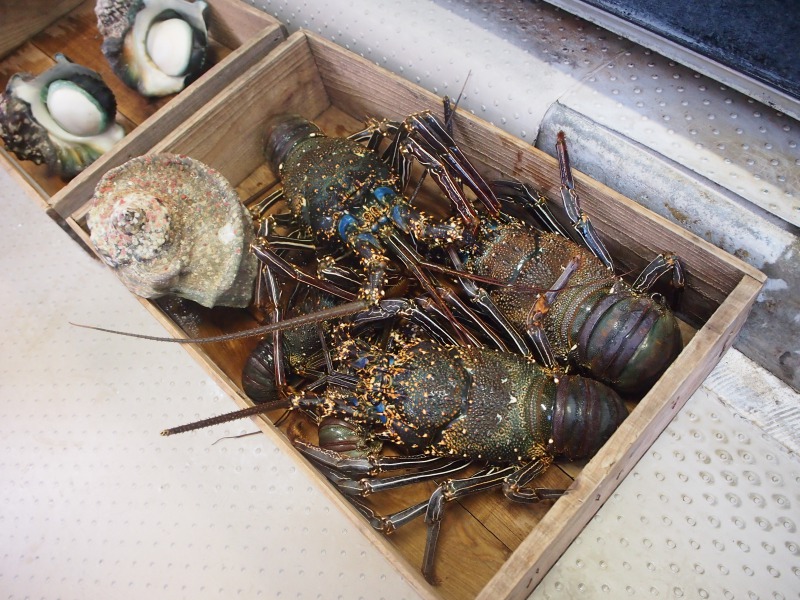水産大百科事典 アクアワールド茨城県大洗水族館【2025】 | 観光いばらき公式ホームページ
