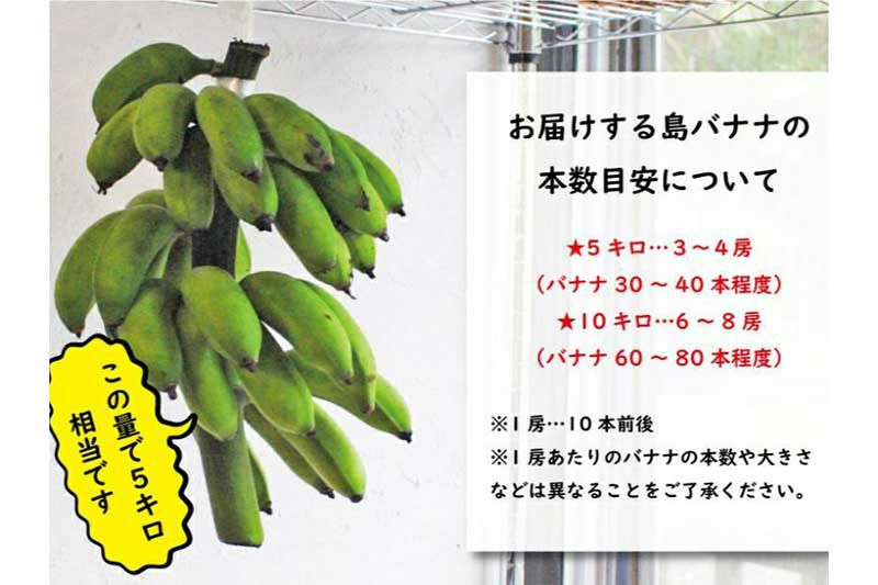 奄美の希少な島バナナ(小笠原種)　5kg | 奄美産直いっちば