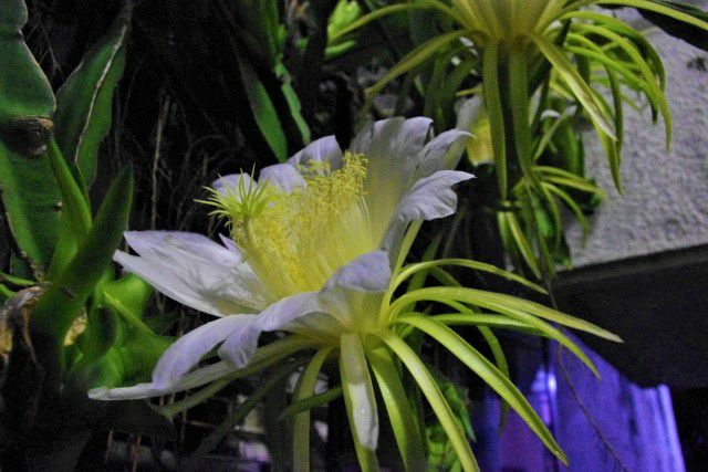 魅惑の南国フルーツ・奄美産ドラゴンフルーツ（ピタヤ）約1kg/2kg