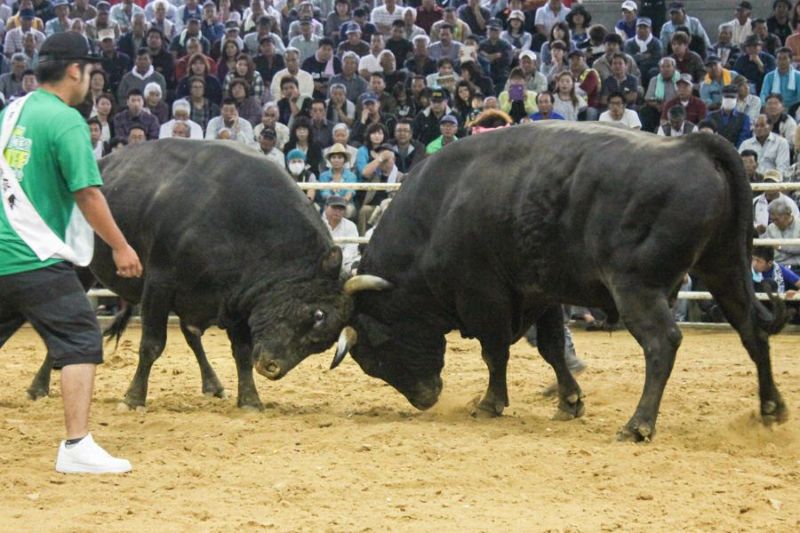 厄を角で突き福を呼び込む！徳之島闘牛ボトルの黒糖焼酎