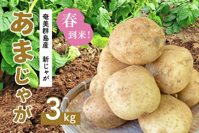 あまじゃが ほくほく美味しい 奄美産じゃがいも1kg 奄美の通販市場 いっちば