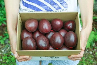 【送料無料】家庭用お試し奄美産パッションフルーツ約1.2kg（10～15個入）【バラ詰め】