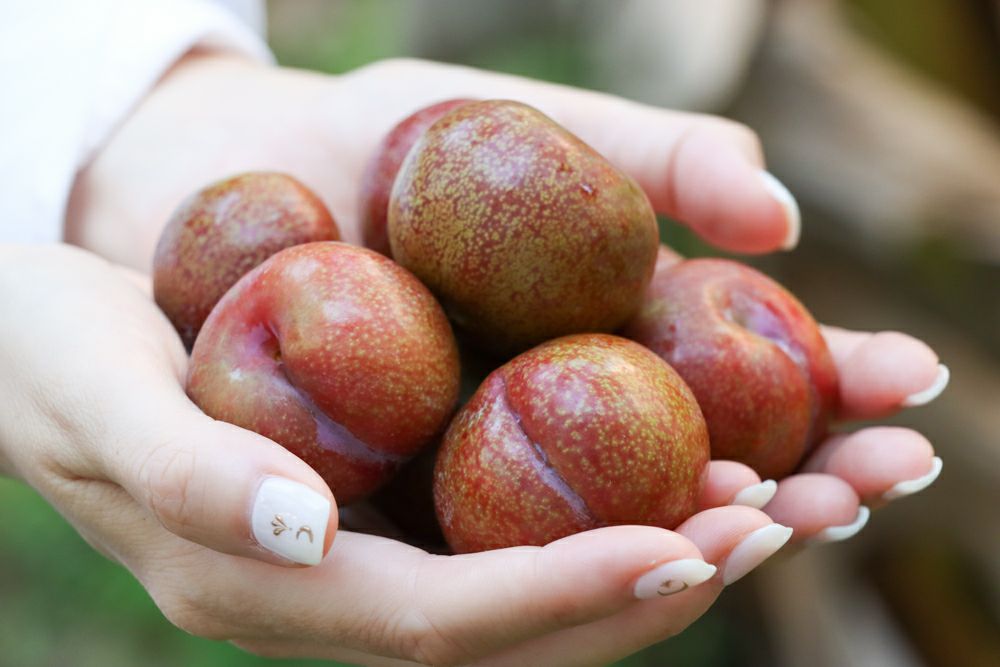 数量限定・期間限定・送料無料】奄美産すもも 約900g/1800g（スモモ