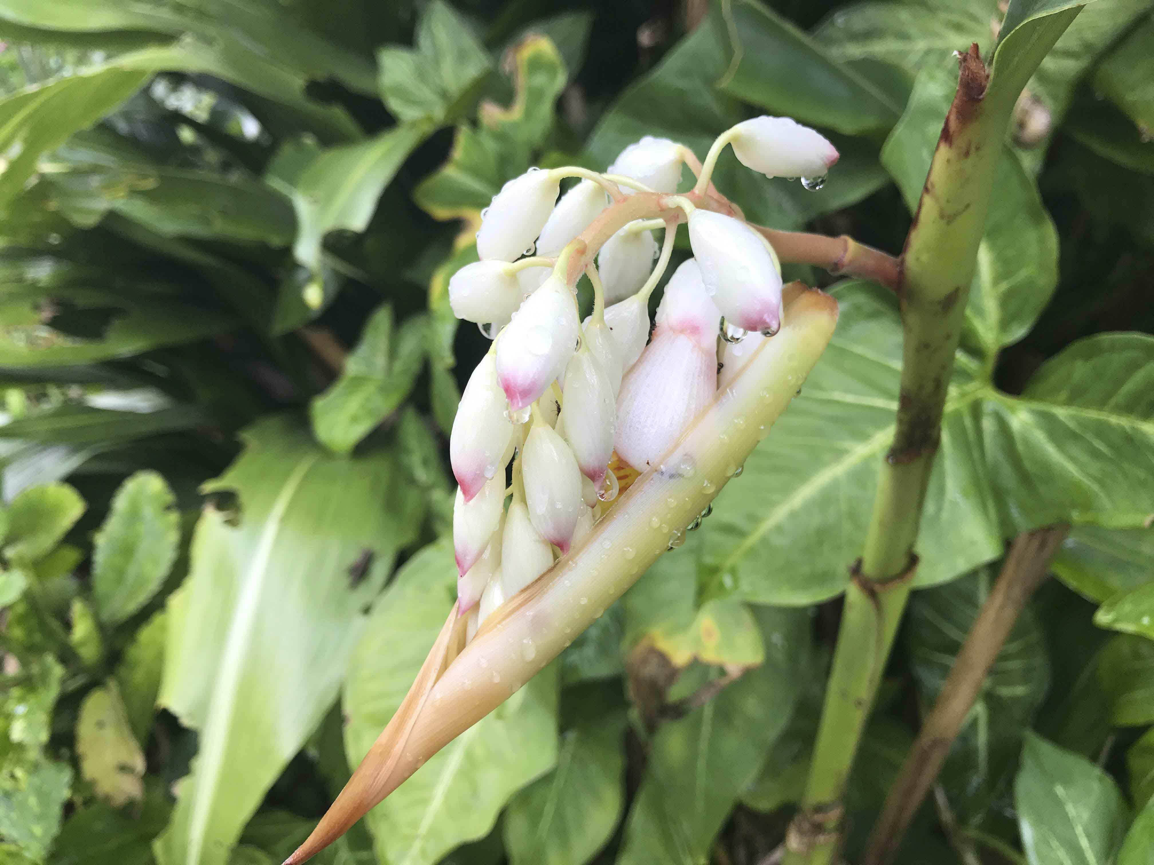 amaja herb月桃蒸留水 | 奄美産直いっちば