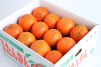送料無料】奄美産たんかん 家庭用約5kg ≪2026年2－3月発送≫ | 奄美
