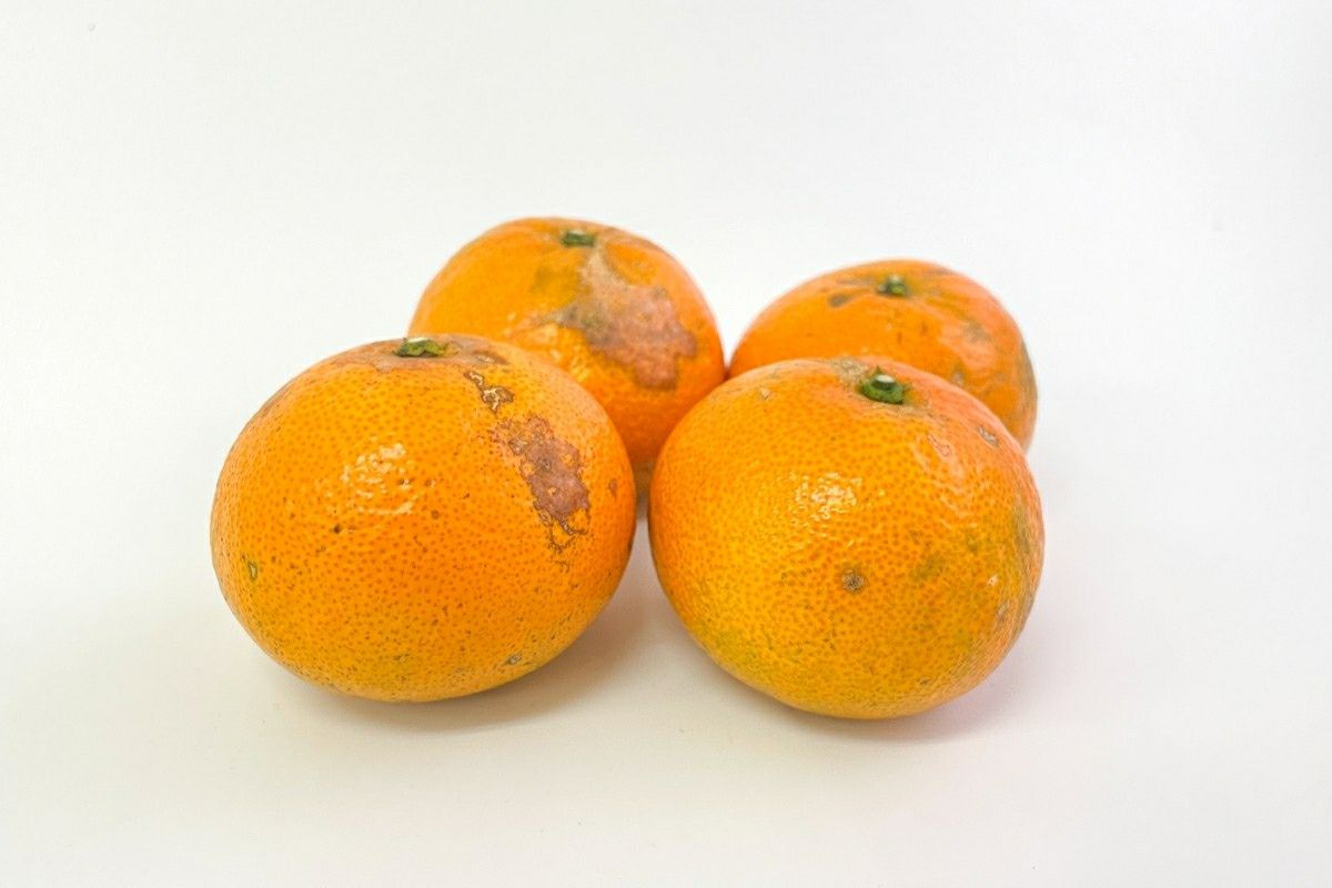 送料無料】奄美産津之輝（つのかがやき/津の輝）家庭用約5kg | 奄美