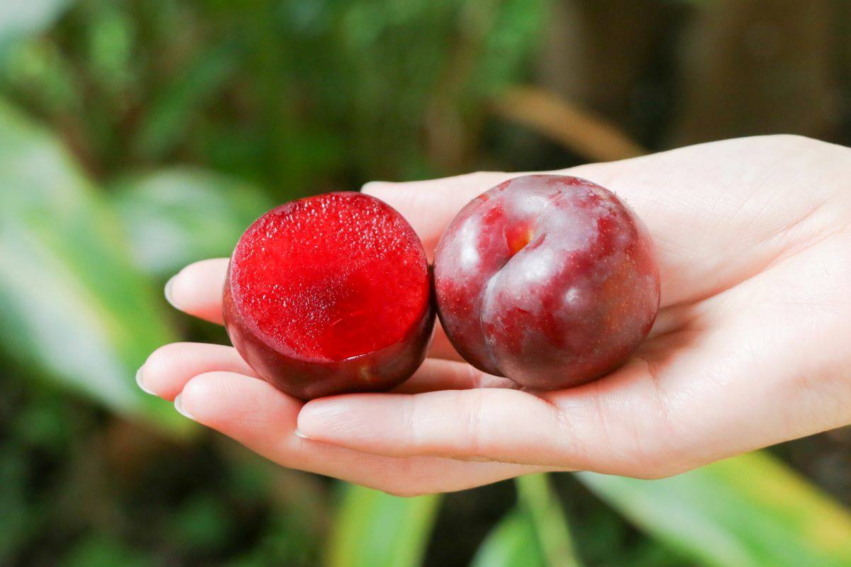 奄美の初夏の味 花螺李（がらり）ジュース | 奄美産直いっちば