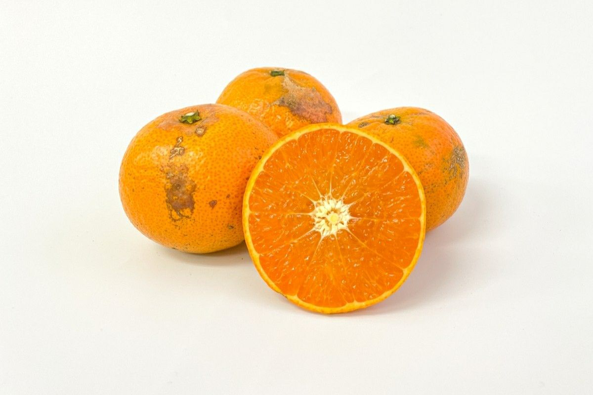 送料無料】奄美産津之輝（つのかがやき/津の輝）お試し用2.5kg | 奄美