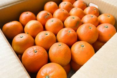 たんかん　奄美徳之島産　10 Kg　A級、B級混合　2Lサイズ 000000000906-04-m.jpg?t=