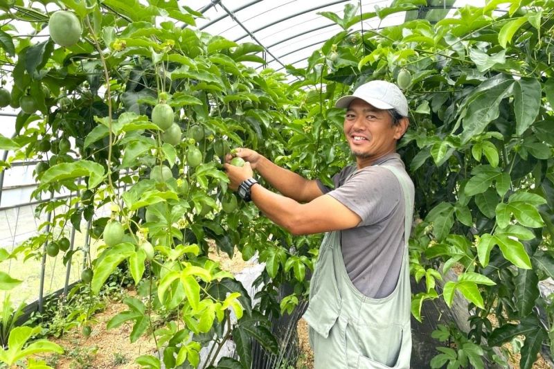 奄美大島産　パッションフルーツ　農薬・化学肥料不使用 奄美大島産 パッションフルーツ 農薬・化学肥料不使用 24kg