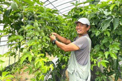 贈答用】【送料無料・化粧箱入】星野フルーツファーム奄美の