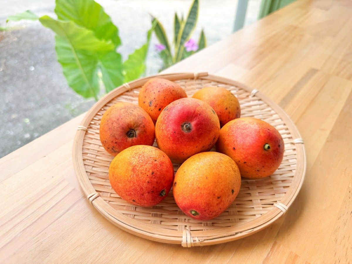 ☆小さい☆摘果マンゴー　約14.5kg 訳あり】奄美ミニマンゴー1kg（サイズミックス）※送料別 | 奄美