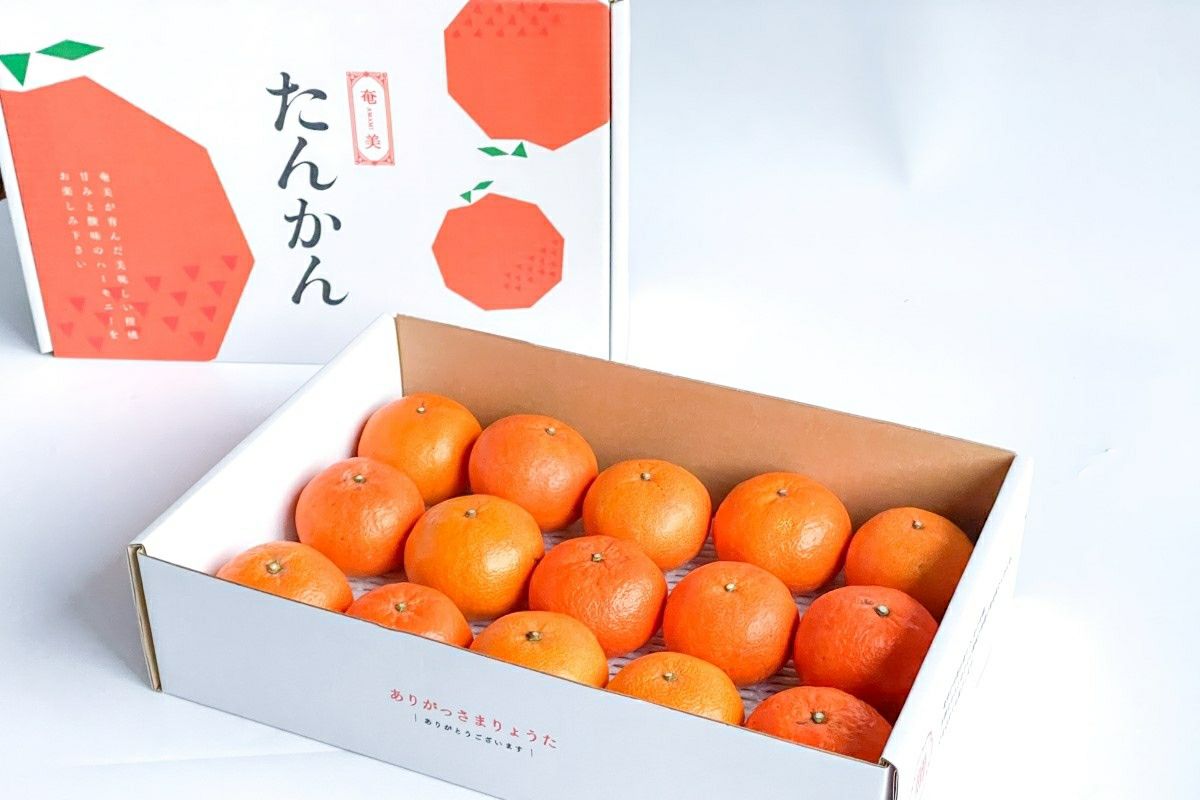送料無料】奄美産たんかん 贈答用約3kg【化粧箱入】≪2026年2－3月発送