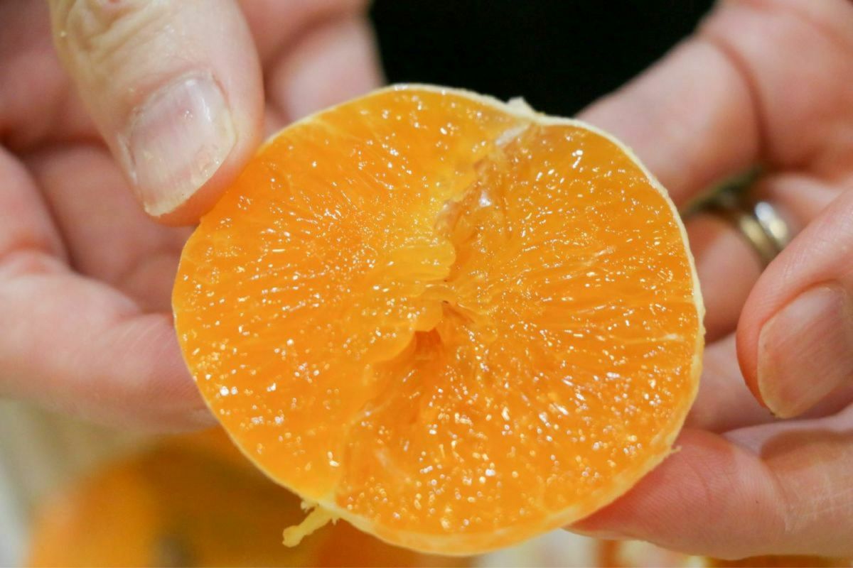 送料無料】奄美産津之輝（つのかがやき/津の輝）贈答用約2.5kg | 奄美