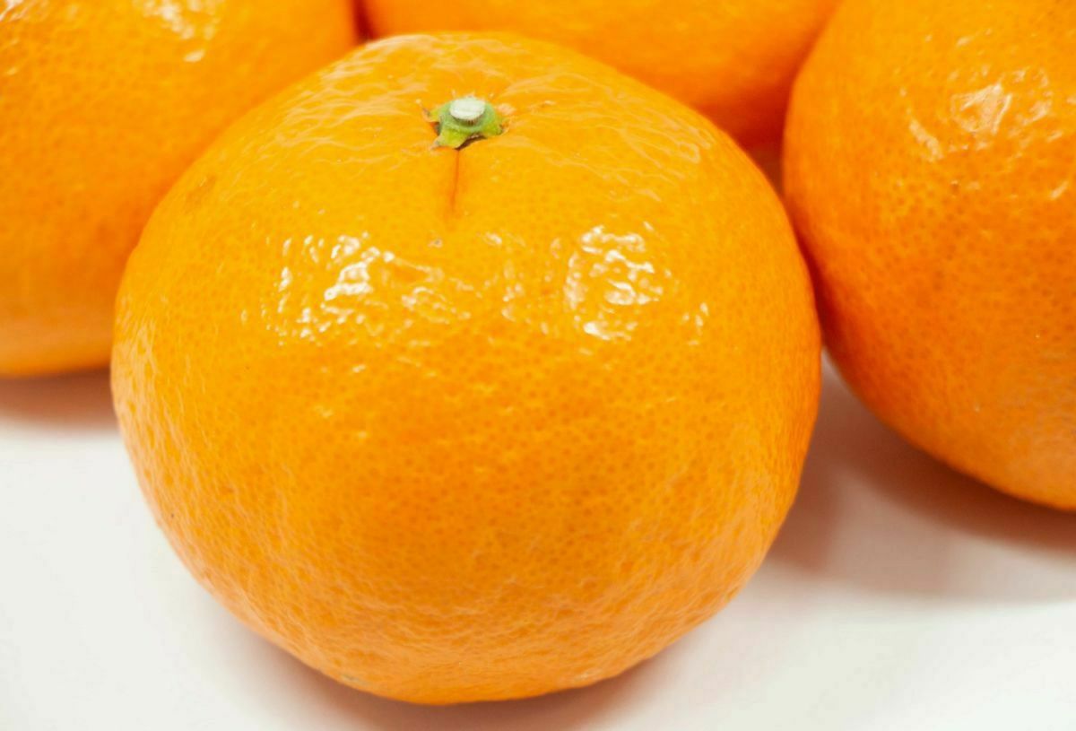 送料無料】奄美産津之輝（つのかがやき/津の輝）贈答用約2.5kg | 奄美