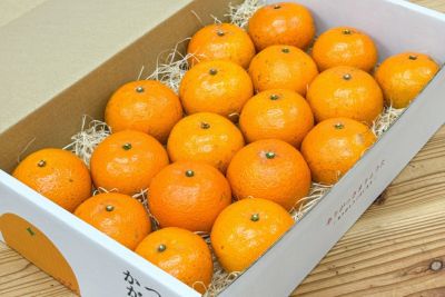 送料無料】奄美産津之輝（つのかがやき/津の輝）お試し用2.5kg | 奄美